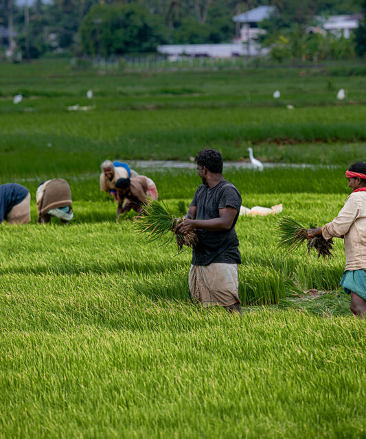 From Farmers to Families: Befach’s Journey