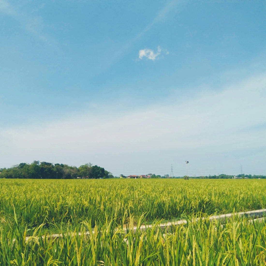Resistant Starch in Befach Rice: Good for You