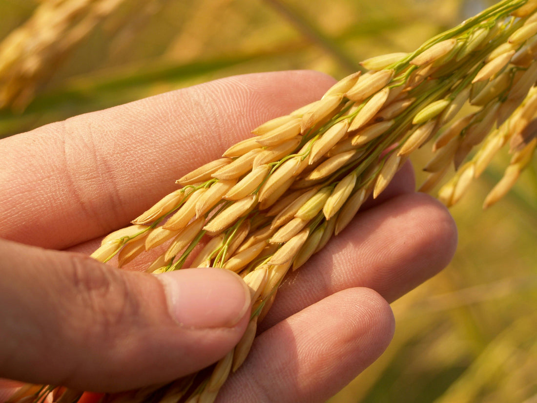 Amylose vs Amylopectin: What Befach Rice Teaches