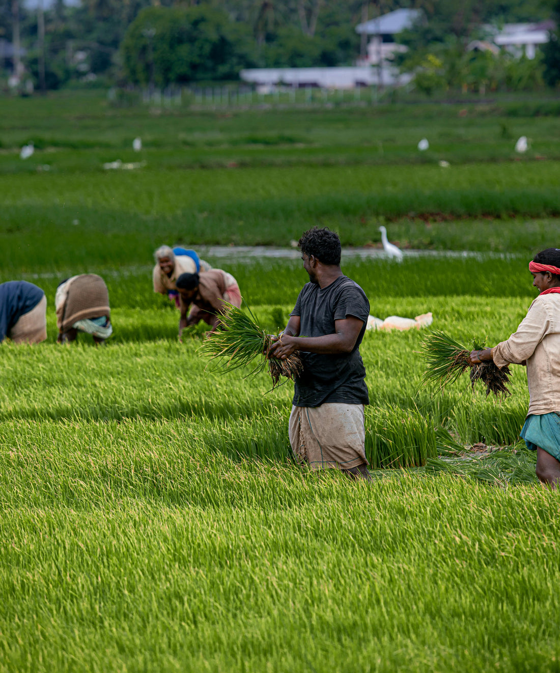 From Farmers to Families: Befach’s Journey